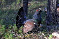 Охота на глухаря: весной на току, с собакой, с подхода и из скрадка – осенью и зимой